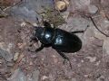 Lucanus cervus